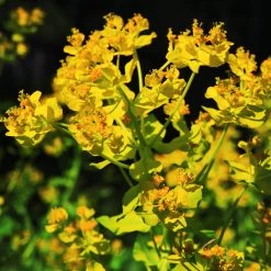 FuturePlanter Sumpf-Wolfsmilch (Euphorbia Palustris) 12 FuturePlanter Sumpf-Wolfsmilch (Euphorbia Palustris)