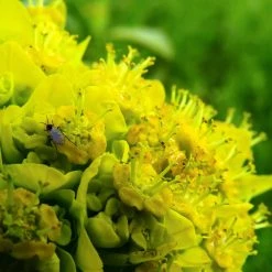 FuturePlanter Sumpf-Wolfsmilch (Euphorbia Palustris) 14 FuturePlanter Sumpf-Wolfsmilch (Euphorbia Palustris)