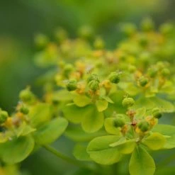 FuturePlanter Sumpf-Wolfsmilch (Euphorbia Palustris) 10 FuturePlanter Sumpf-Wolfsmilch (Euphorbia Palustris)