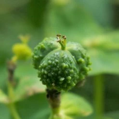 FuturePlanter Sumpf-Wolfsmilch (Euphorbia Palustris) 11 FuturePlanter Sumpf-Wolfsmilch (Euphorbia Palustris)