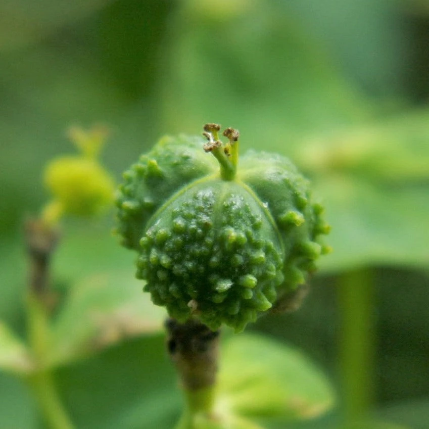 FuturePlanter Sumpf-Wolfsmilch (Euphorbia Palustris) 4 FuturePlanter Sumpf-Wolfsmilch (Euphorbia Palustris)