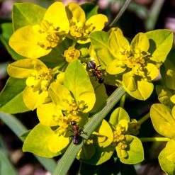 FuturePlanter Warzige Wolfsmilch (Euphorbia Verrucosa)