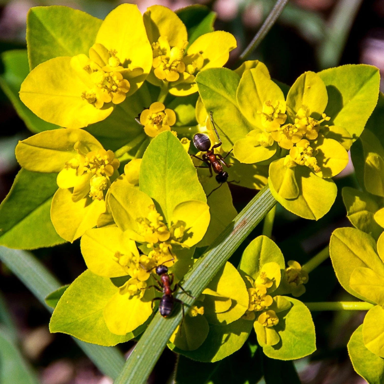 FuturePlanter Warzige Wolfsmilch (Euphorbia Verrucosa) 2 FuturePlanter Warzige Wolfsmilch (Euphorbia Verrucosa)