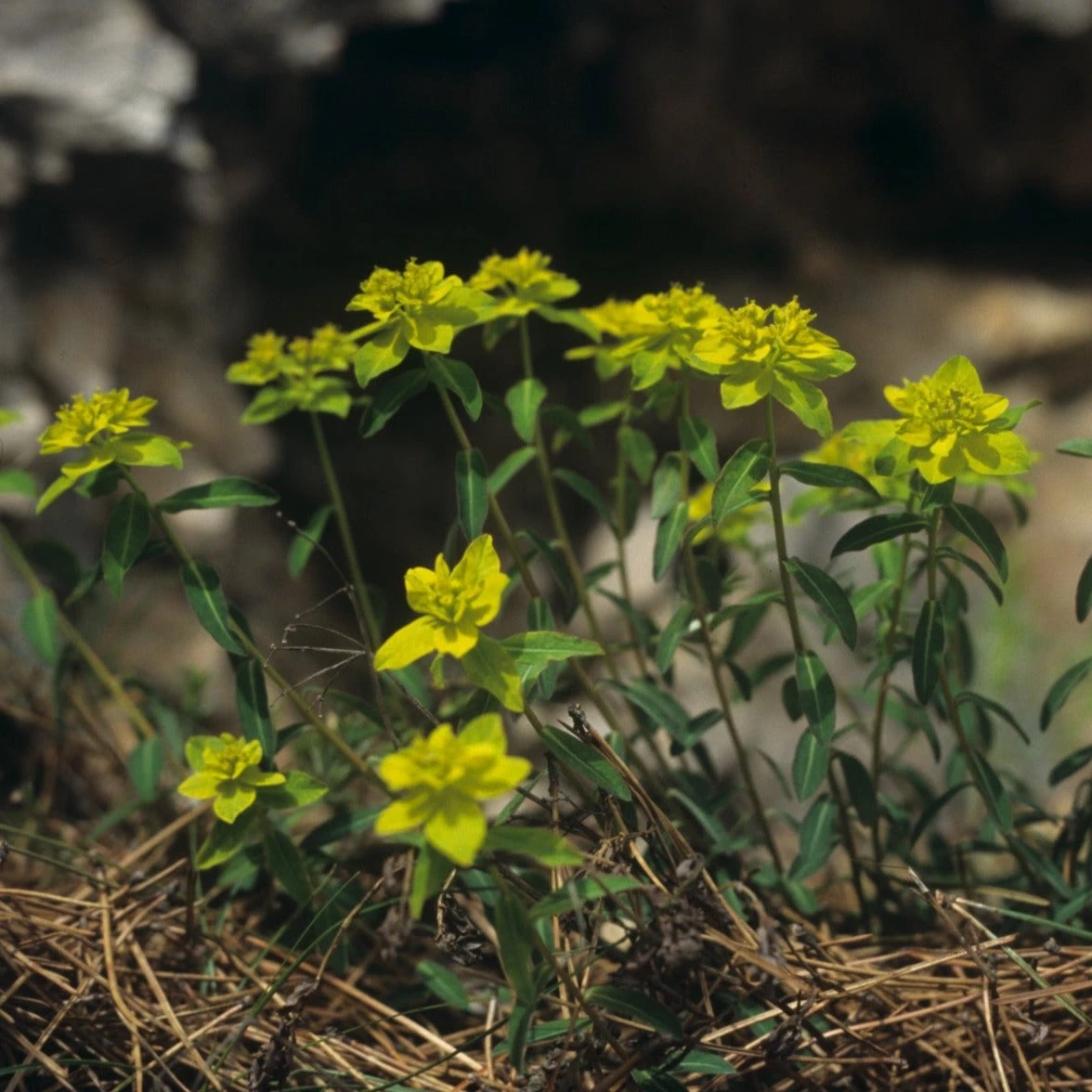 FuturePlanter Warzige Wolfsmilch (Euphorbia Verrucosa) 6 FuturePlanter Warzige Wolfsmilch (Euphorbia Verrucosa)