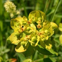 FuturePlanter Warzige Wolfsmilch (Euphorbia Verrucosa)