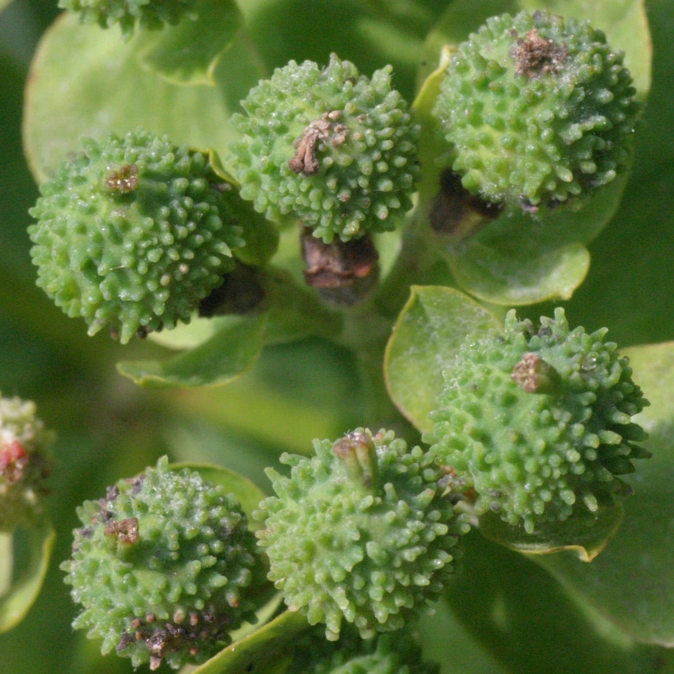 FuturePlanter Warzige Wolfsmilch (Euphorbia Verrucosa) 8 FuturePlanter Warzige Wolfsmilch (Euphorbia Verrucosa)