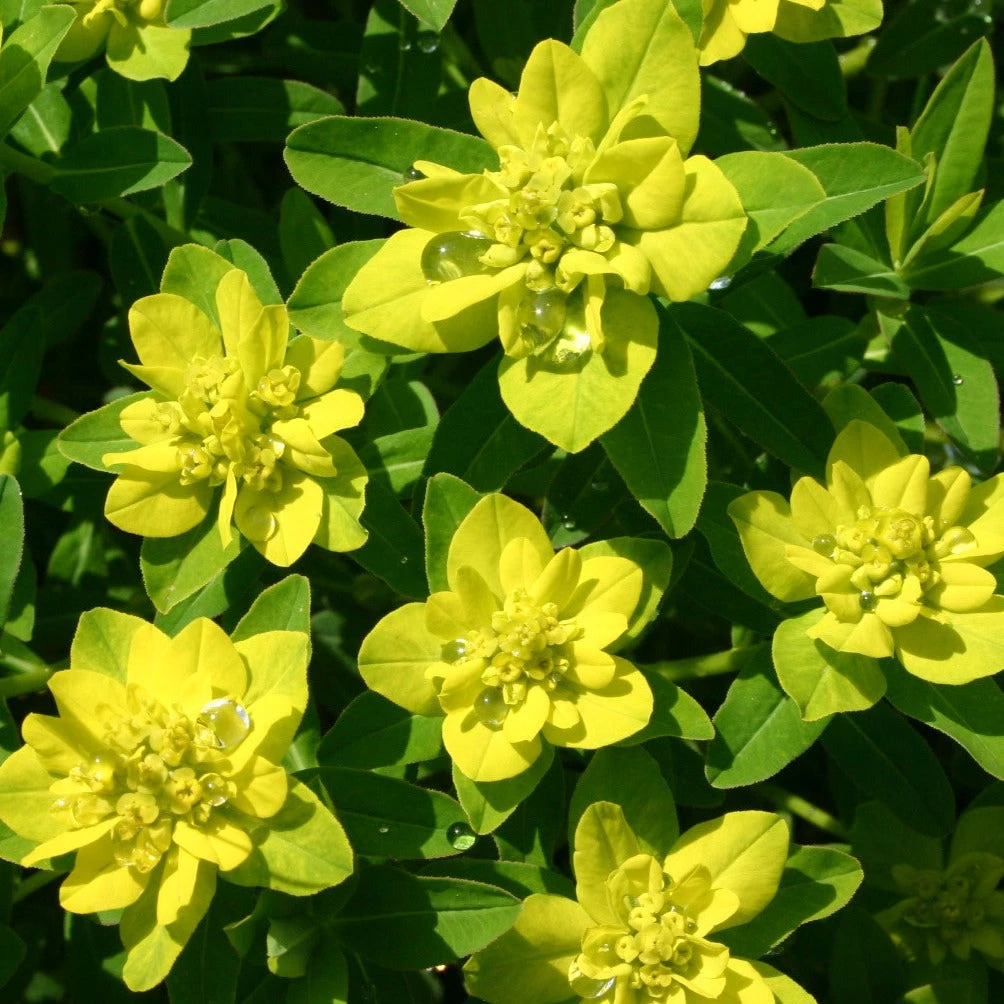 FuturePlanter Warzige Wolfsmilch (Euphorbia Verrucosa) 5 FuturePlanter Warzige Wolfsmilch (Euphorbia Verrucosa)