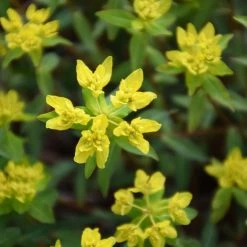 FuturePlanter Warzige Wolfsmilch (Euphorbia Verrucosa) 11 FuturePlanter Warzige Wolfsmilch (Euphorbia Verrucosa)