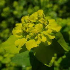FuturePlanter Warzige Wolfsmilch (Euphorbia Verrucosa) 14 FuturePlanter Warzige Wolfsmilch (Euphorbia Verrucosa)