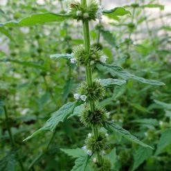 FuturePlanter Alle Pflanzen Im Shop Ufer-Wolfstrapp (Lycopus Europaeus) 13 FuturePlanter Alle Pflanzen Im Shop Ufer-Wolfstrapp (Lycopus Europaeus)