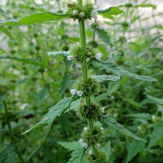 FuturePlanter Alle Pflanzen Im Shop Ufer-Wolfstrapp (Lycopus Europaeus) 6 FuturePlanter Alle Pflanzen Im Shop Ufer-Wolfstrapp (Lycopus Europaeus)