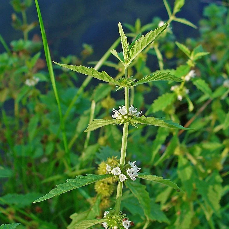 FuturePlanter Alle Pflanzen Im Shop Ufer-Wolfstrapp (Lycopus Europaeus) 5 FuturePlanter Alle Pflanzen Im Shop Ufer-Wolfstrapp (Lycopus Europaeus)