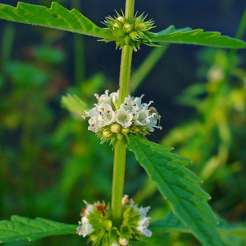 FuturePlanter Alle Pflanzen Im Shop Ufer-Wolfstrapp (Lycopus Europaeus) 1 FuturePlanter Alle Pflanzen Im Shop Ufer-Wolfstrapp (Lycopus Europaeus)
