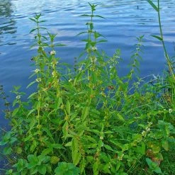 FuturePlanter Alle Pflanzen Im Shop Ufer-Wolfstrapp (Lycopus Europaeus) 15 FuturePlanter Alle Pflanzen Im Shop Ufer-Wolfstrapp (Lycopus Europaeus)