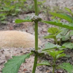 FuturePlanter Alle Pflanzen Im Shop Ufer-Wolfstrapp (Lycopus Europaeus) 14 FuturePlanter Alle Pflanzen Im Shop Ufer-Wolfstrapp (Lycopus Europaeus)