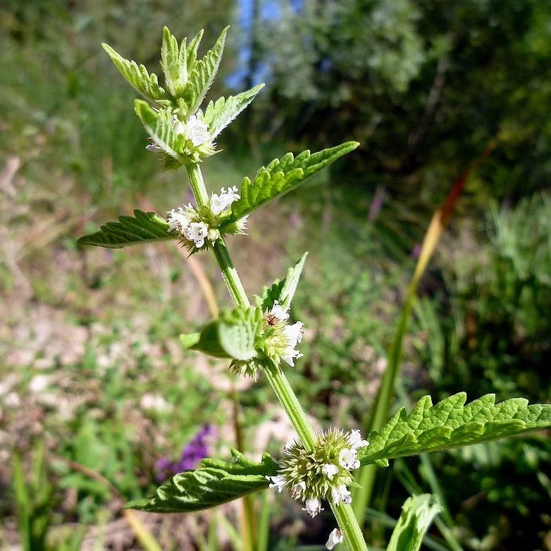 FuturePlanter Alle Pflanzen Im Shop Ufer-Wolfstrapp (Lycopus Europaeus) 4 FuturePlanter Alle Pflanzen Im Shop Ufer-Wolfstrapp (Lycopus Europaeus)
