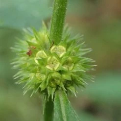 FuturePlanter Alle Pflanzen Im Shop Ufer-Wolfstrapp (Lycopus Europaeus)