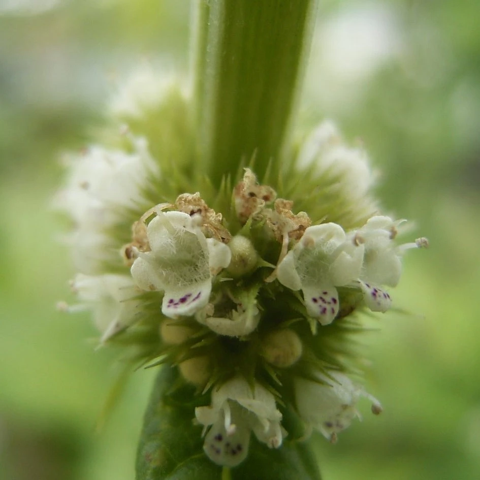 FuturePlanter Alle Pflanzen Im Shop Ufer-Wolfstrapp (Lycopus Europaeus) 3 FuturePlanter Alle Pflanzen Im Shop Ufer-Wolfstrapp (Lycopus Europaeus)