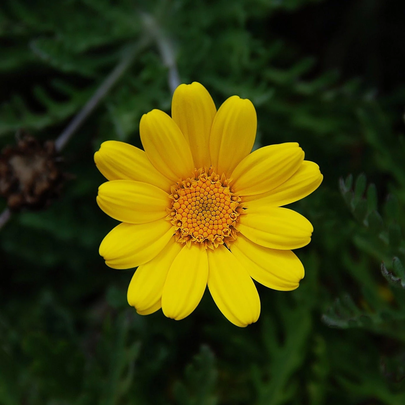 FuturePlanter Alle Pflanzen Im Shop Färber-Hundskamille (Anthemis Tinctoria) 8 FuturePlanter Alle Pflanzen Im Shop Färber-Hundskamille (Anthemis Tinctoria)