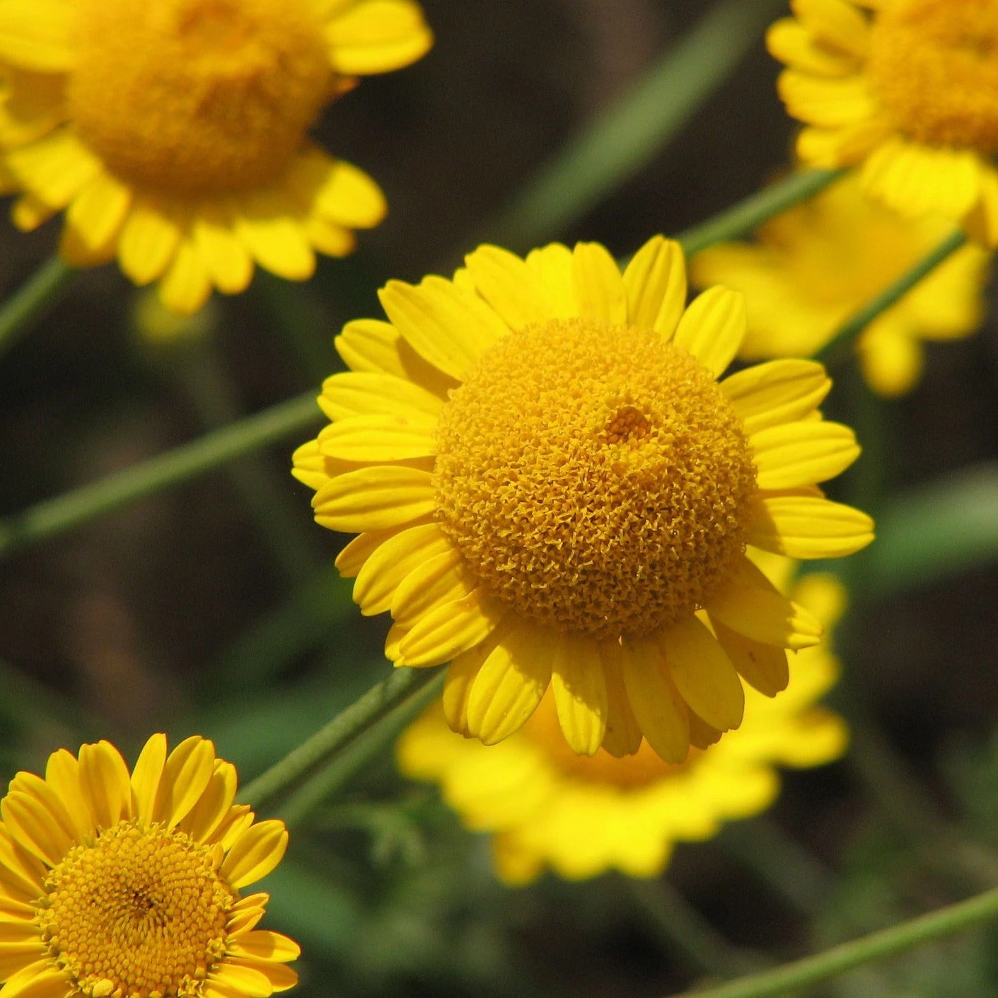 FuturePlanter Alle Pflanzen Im Shop Färber-Hundskamille (Anthemis Tinctoria) 6 FuturePlanter Alle Pflanzen Im Shop Färber-Hundskamille (Anthemis Tinctoria)
