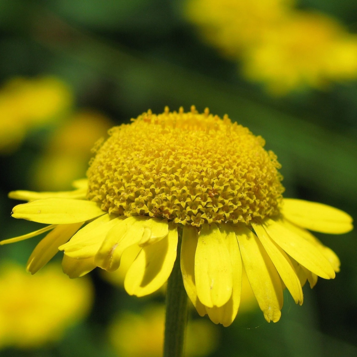 FuturePlanter "Ackerbegleitflora"-Set Alle Pflanzen Im Shop 9 FuturePlanter "Ackerbegleitflora"-Set Alle Pflanzen Im Shop