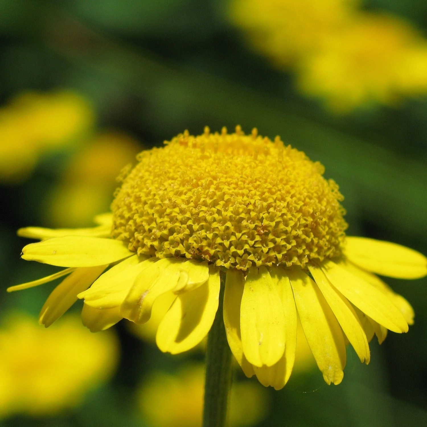 FuturePlanter "All You Can Pflanz" Stauden-Set 4 FuturePlanter "All You Can Pflanz" Stauden-Set