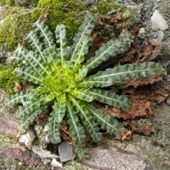 FuturePlanter Alle Pflanzen Im Shop Färber-Wau (Reseda Luteola) 13 FuturePlanter Alle Pflanzen Im Shop Färber-Wau (Reseda Luteola)