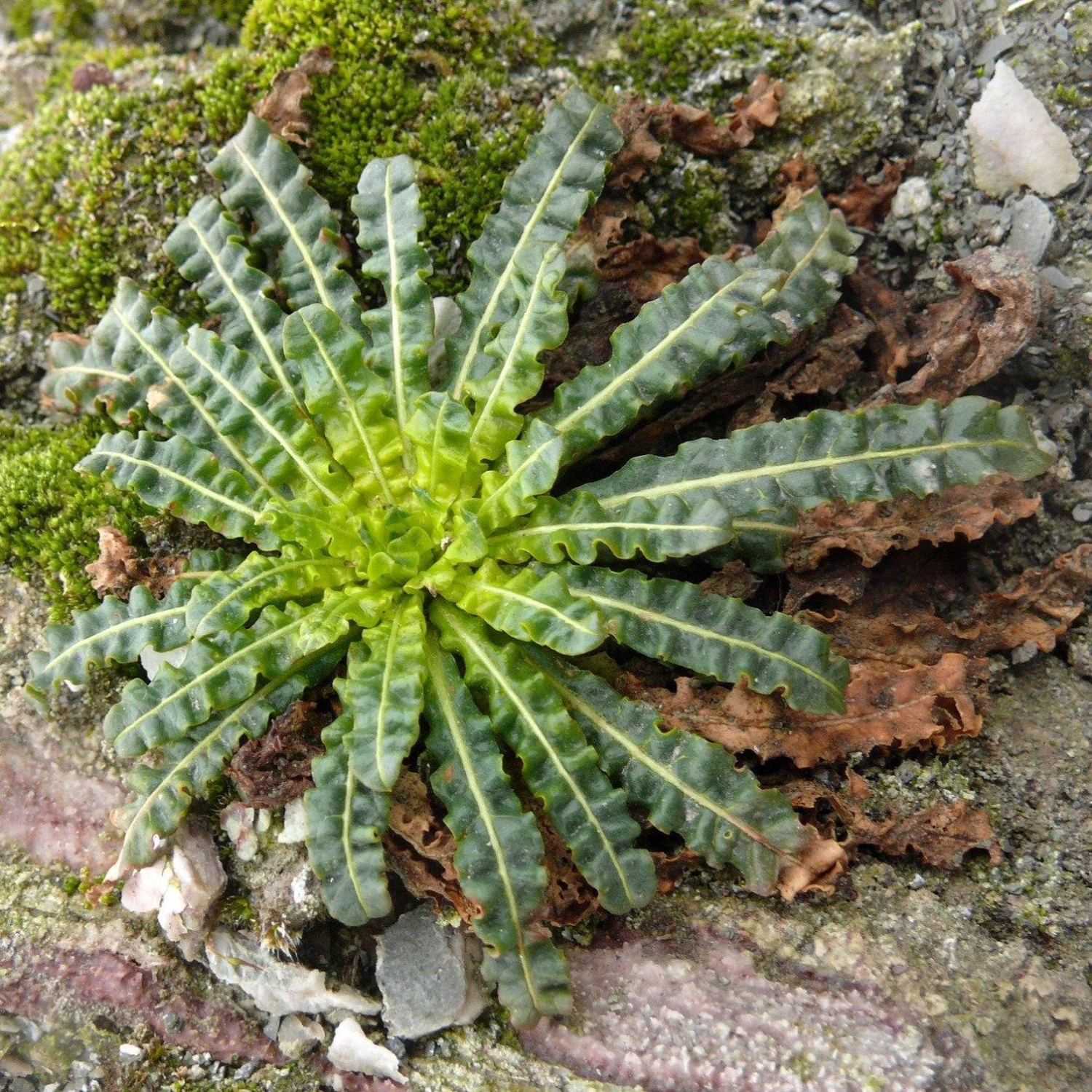 FuturePlanter Alle Pflanzen Im Shop Färber-Wau (Reseda Luteola) 6 FuturePlanter Alle Pflanzen Im Shop Färber-Wau (Reseda Luteola)