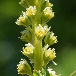 FuturePlanter Alle Pflanzen Im Shop Färber-Wau (Reseda Luteola) 14 FuturePlanter Alle Pflanzen Im Shop Färber-Wau (Reseda Luteola)