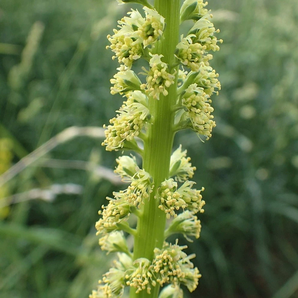 FuturePlanter Alle Pflanzen Im Shop Färber-Wau (Reseda Luteola) 5 FuturePlanter Alle Pflanzen Im Shop Färber-Wau (Reseda Luteola)