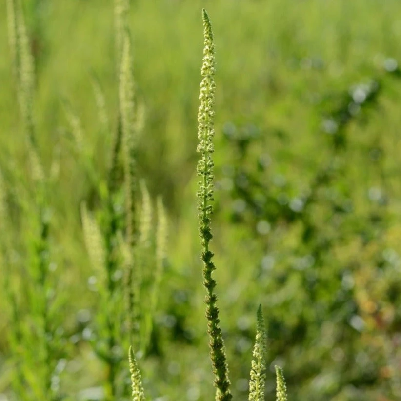 FuturePlanter Alle Pflanzen Im Shop Färber-Wau (Reseda Luteola) 3 FuturePlanter Alle Pflanzen Im Shop Färber-Wau (Reseda Luteola)