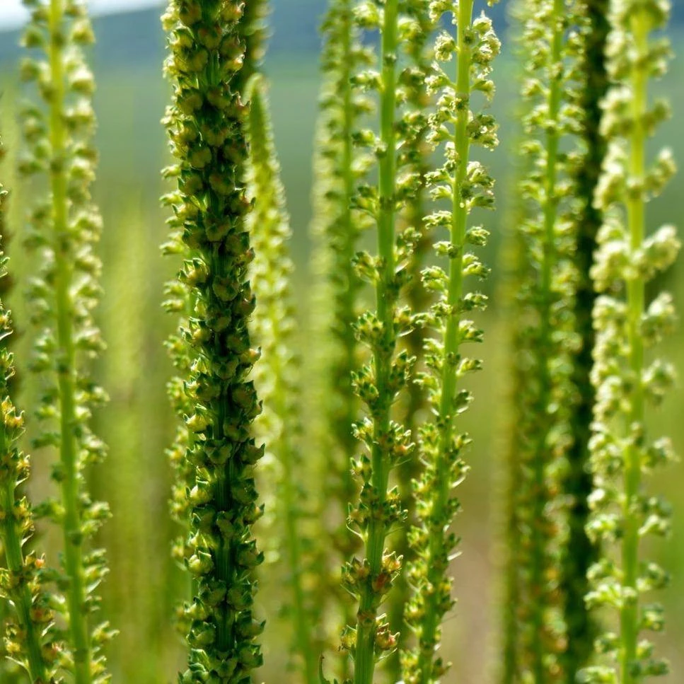 FuturePlanter Alle Pflanzen Im Shop Färber-Wau (Reseda Luteola) 8 FuturePlanter Alle Pflanzen Im Shop Färber-Wau (Reseda Luteola)