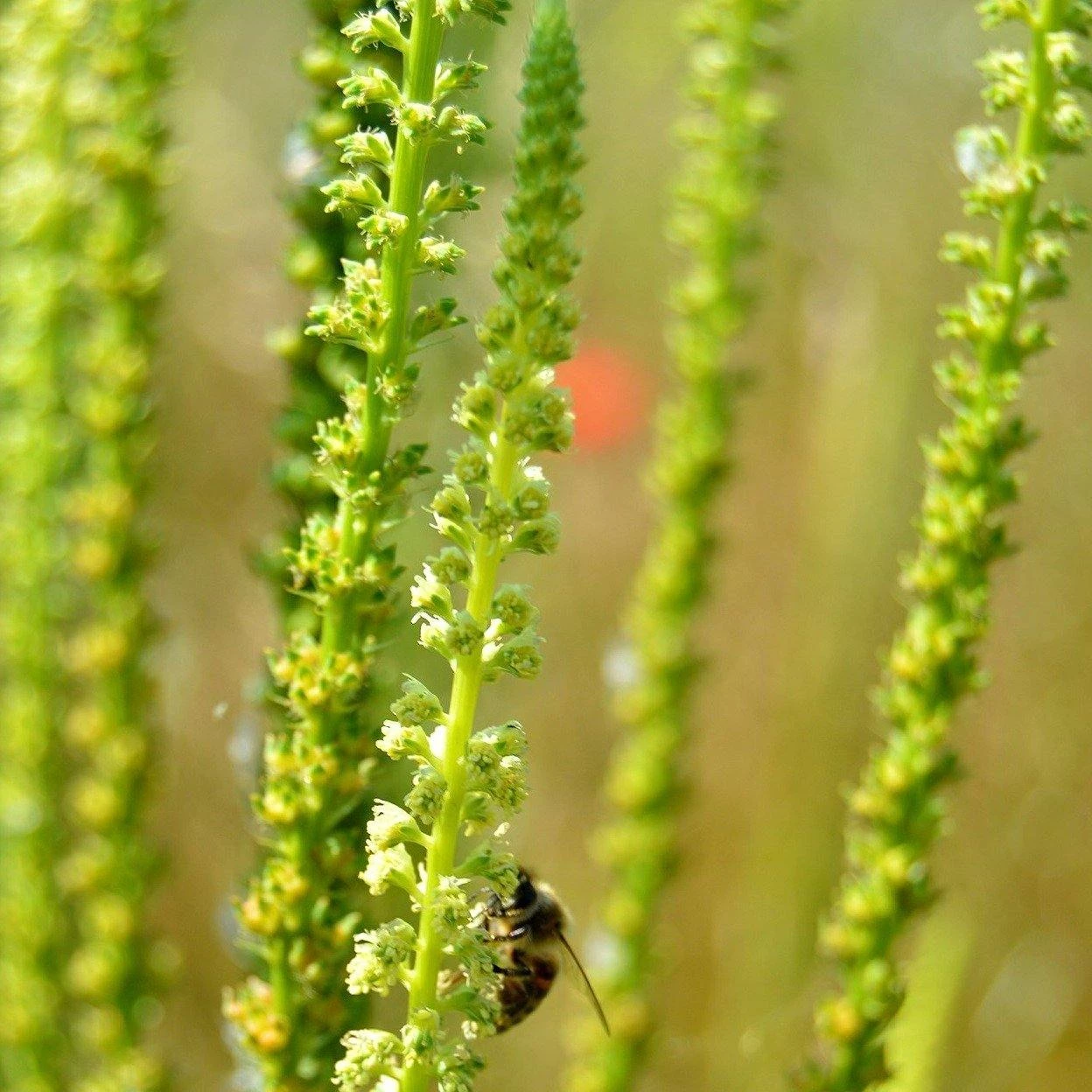 FuturePlanter Alle Pflanzen Im Shop Färber-Wau (Reseda Luteola) 2 FuturePlanter Alle Pflanzen Im Shop Färber-Wau (Reseda Luteola)