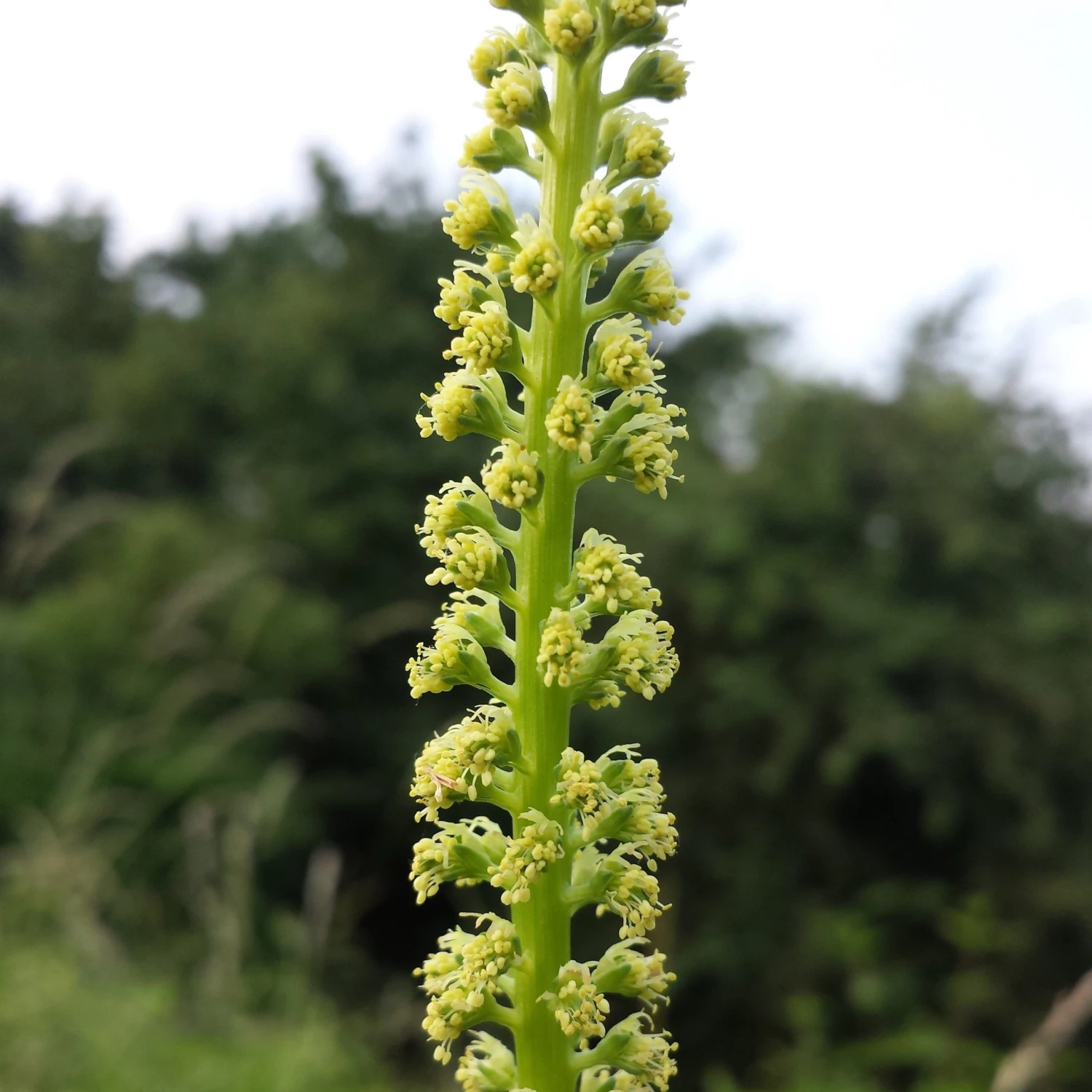 FuturePlanter Alle Pflanzen Im Shop Färber-Wau (Reseda Luteola) 4 FuturePlanter Alle Pflanzen Im Shop Färber-Wau (Reseda Luteola)