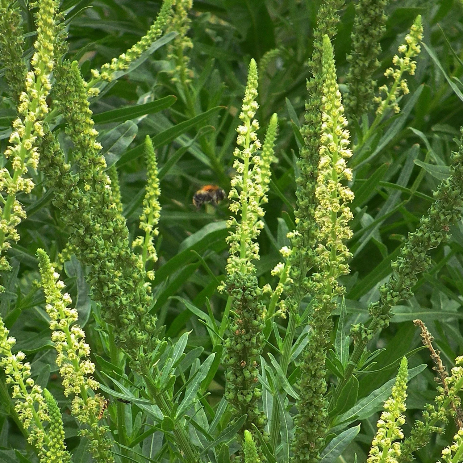 FuturePlanter "Winterthur" Wildstauden-Set 3 FuturePlanter "Winterthur" Wildstauden-Set