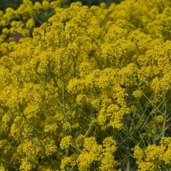 FuturePlanter Alle Pflanzen Im Shop Färberwaid (Isatis Tinctoria) 10 FuturePlanter Alle Pflanzen Im Shop Färberwaid (Isatis Tinctoria)