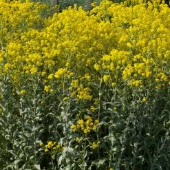 FuturePlanter Alle Pflanzen Im Shop Färberwaid (Isatis Tinctoria) 13 FuturePlanter Alle Pflanzen Im Shop Färberwaid (Isatis Tinctoria)
