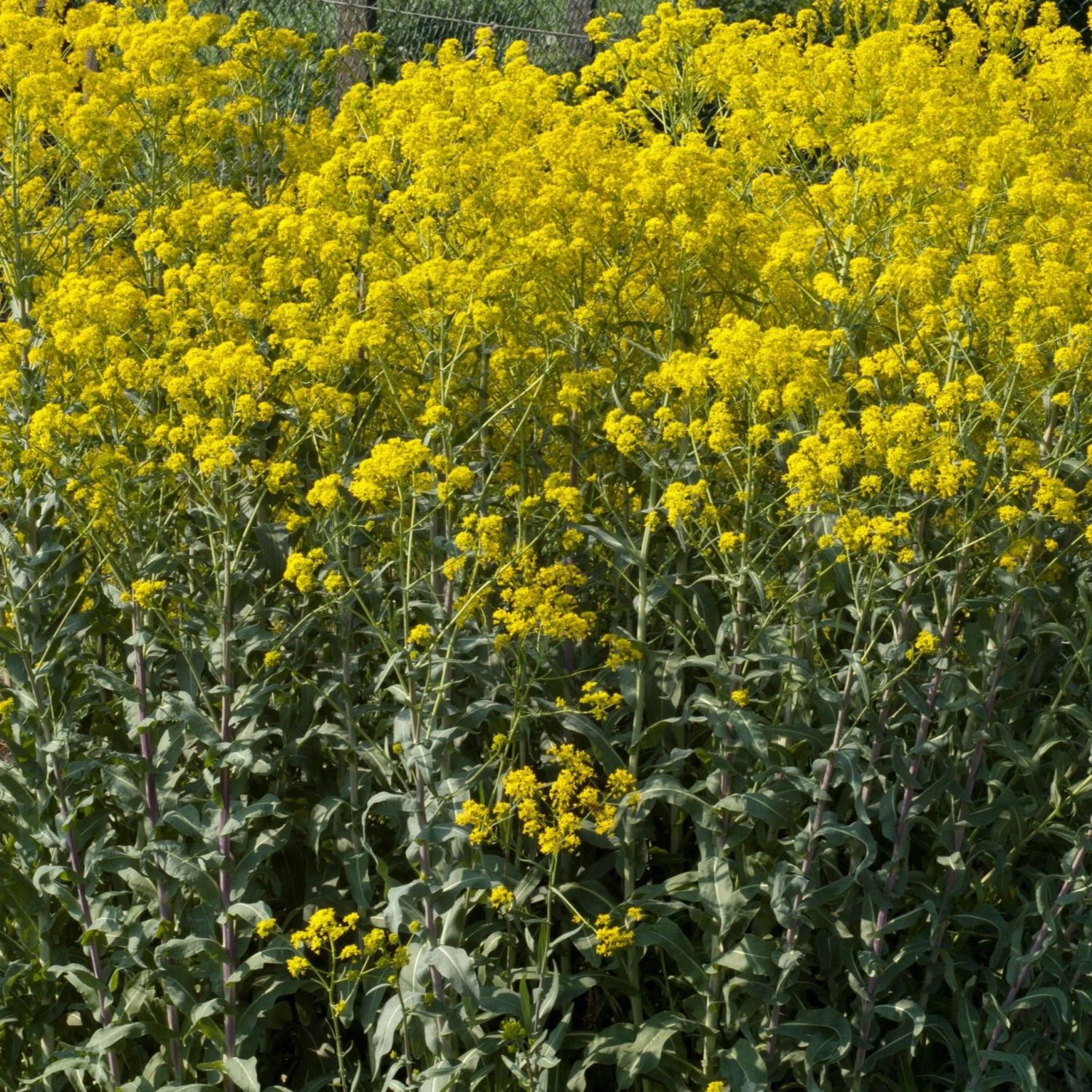 FuturePlanter Alle Pflanzen Im Shop Färberwaid (Isatis Tinctoria) 6 FuturePlanter Alle Pflanzen Im Shop Färberwaid (Isatis Tinctoria)