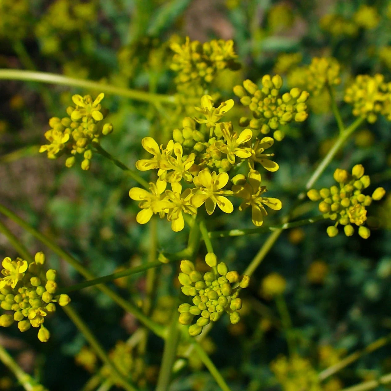 FuturePlanter Alle Pflanzen Im Shop Färberwaid (Isatis Tinctoria) 2 FuturePlanter Alle Pflanzen Im Shop Färberwaid (Isatis Tinctoria)