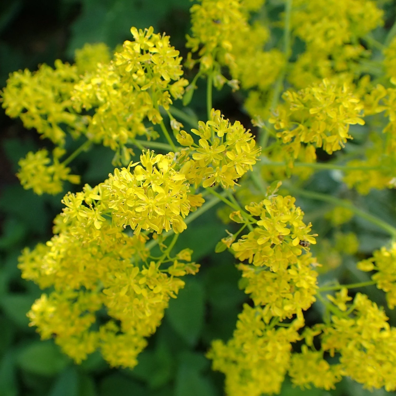 FuturePlanter Alle Pflanzen Im Shop Färberwaid (Isatis Tinctoria) 1 FuturePlanter Alle Pflanzen Im Shop Färberwaid (Isatis Tinctoria)