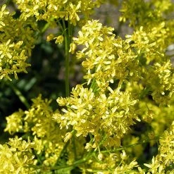 FuturePlanter Alle Pflanzen Im Shop Färberwaid (Isatis Tinctoria) 12 FuturePlanter Alle Pflanzen Im Shop Färberwaid (Isatis Tinctoria)