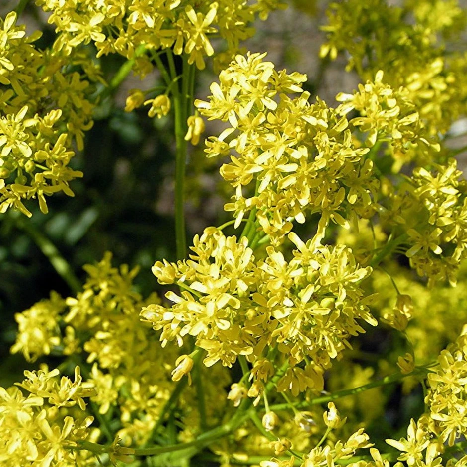 FuturePlanter Alle Pflanzen Im Shop Färberwaid (Isatis Tinctoria) 5 FuturePlanter Alle Pflanzen Im Shop Färberwaid (Isatis Tinctoria)