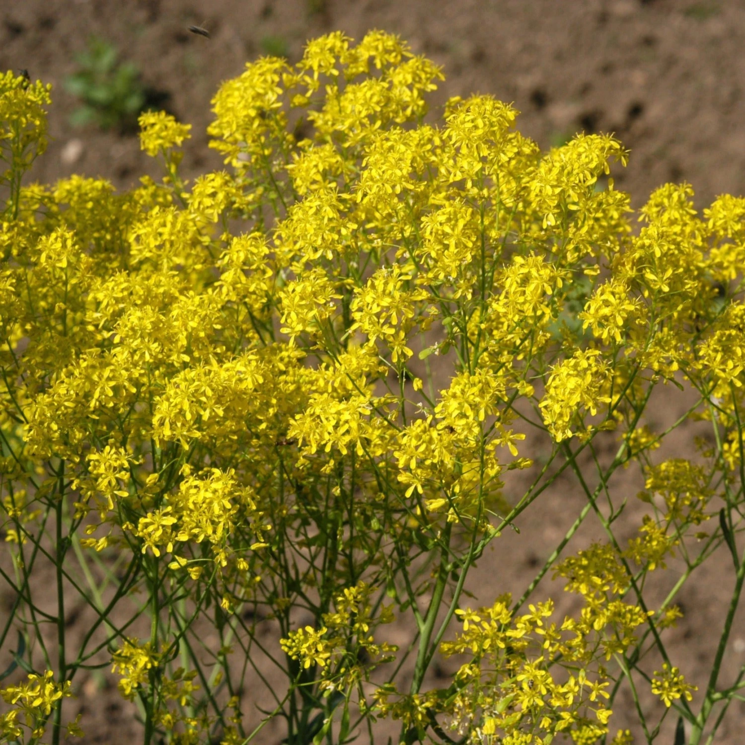 FuturePlanter Alle Pflanzen Im Shop Färberwaid (Isatis Tinctoria) 4 FuturePlanter Alle Pflanzen Im Shop Färberwaid (Isatis Tinctoria)