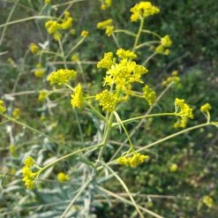 FuturePlanter Alle Pflanzen Im Shop Färberwaid (Isatis Tinctoria) 14 FuturePlanter Alle Pflanzen Im Shop Färberwaid (Isatis Tinctoria)