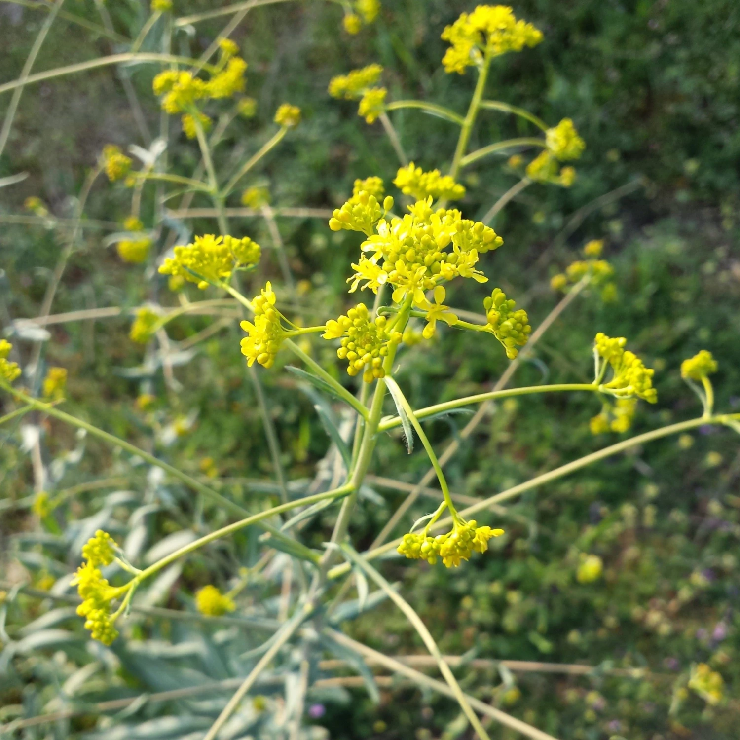 FuturePlanter Alle Pflanzen Im Shop Färberwaid (Isatis Tinctoria) 7 FuturePlanter Alle Pflanzen Im Shop Färberwaid (Isatis Tinctoria)