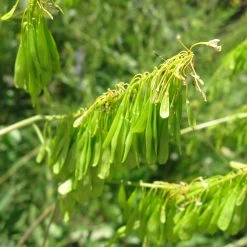 FuturePlanter Alle Pflanzen Im Shop Färberwaid (Isatis Tinctoria) 15 FuturePlanter Alle Pflanzen Im Shop Färberwaid (Isatis Tinctoria)