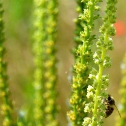 FuturePlanter "St. Gallen" Wildstauden-Set 8 FuturePlanter