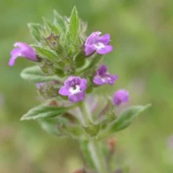 FuturePlanter Feld-Steinquendel (Acinos Arvensis) Alle Pflanzen Im Shop
