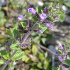 FuturePlanter Feld-Steinquendel (Acinos Arvensis) Alle Pflanzen Im Shop