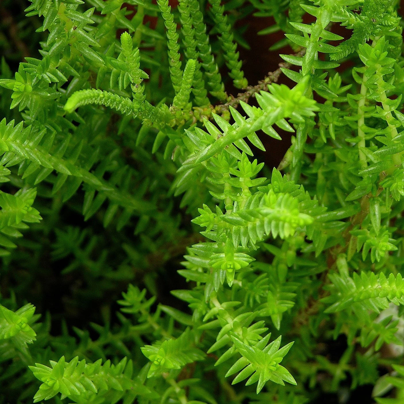 FuturePlanter Alle Pflanzen Im Shop Felsen-Fetthenne (Sedum Rupestre) 8 FuturePlanter Alle Pflanzen Im Shop Felsen-Fetthenne (Sedum Rupestre)